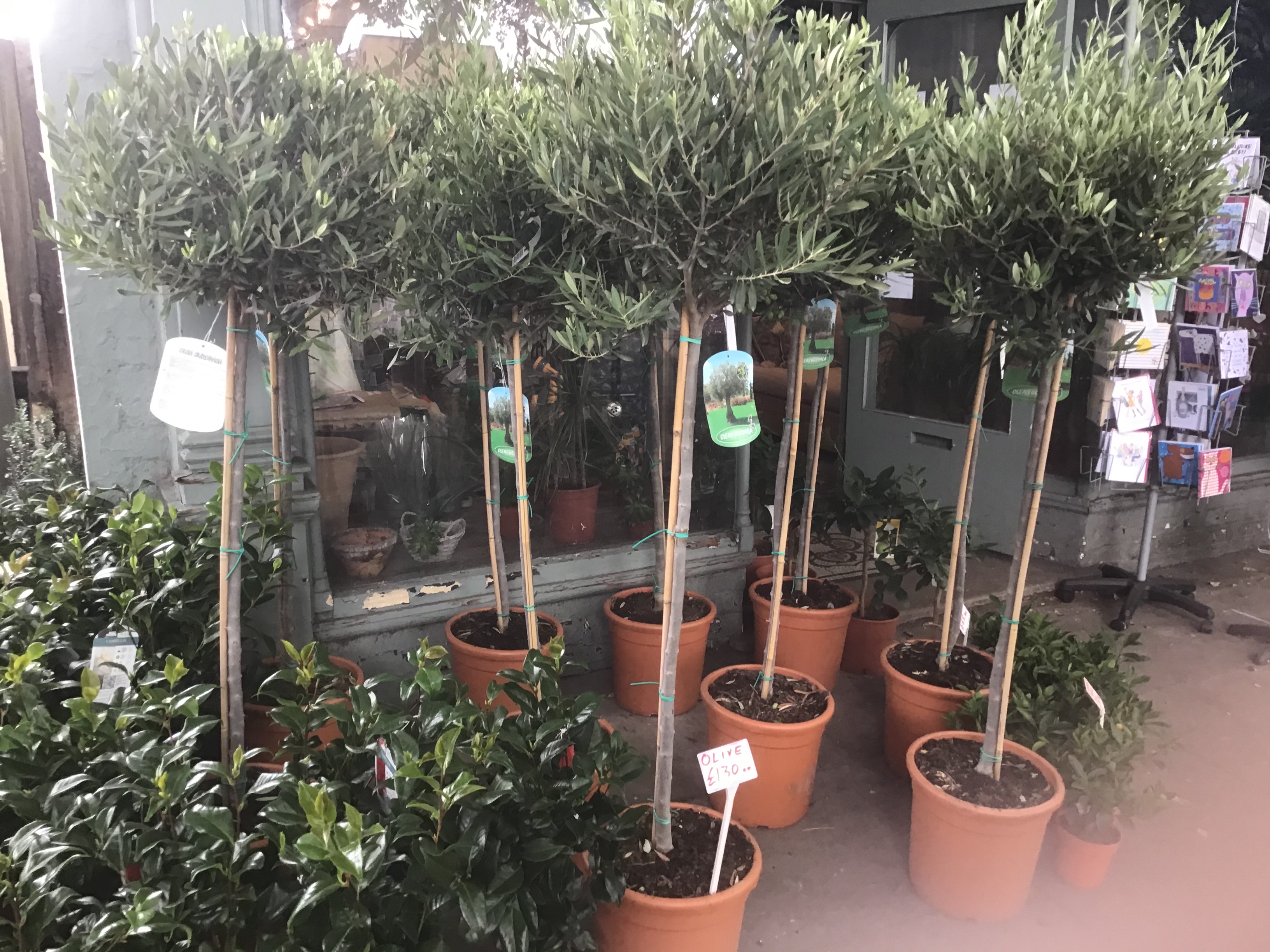 Olive Tree Kew Gardener