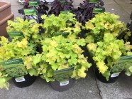 Heuchera Lime Marmalade Companion Plants At Christina Button Blog