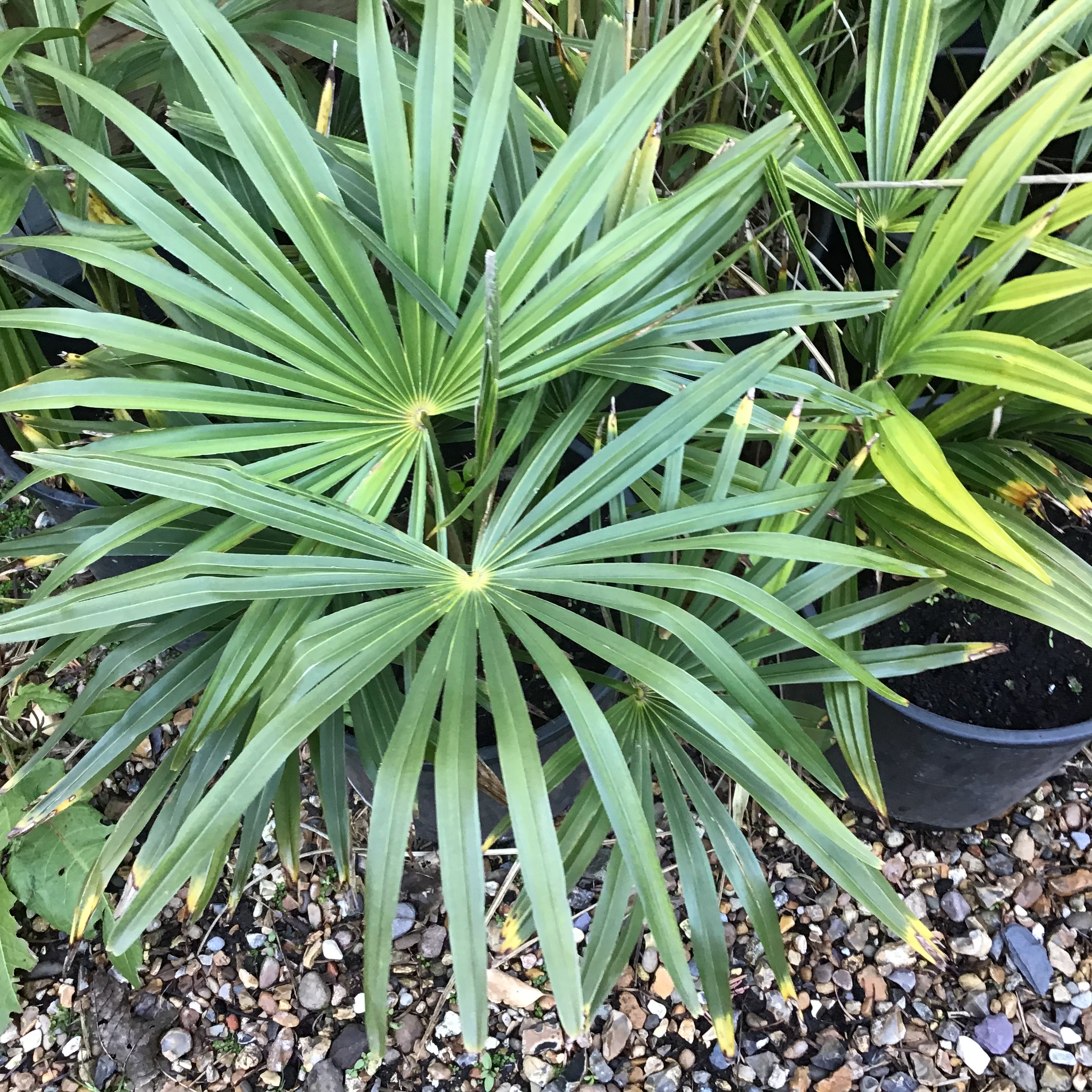 Trachycarpus fortunei palm – Kew Gardener
