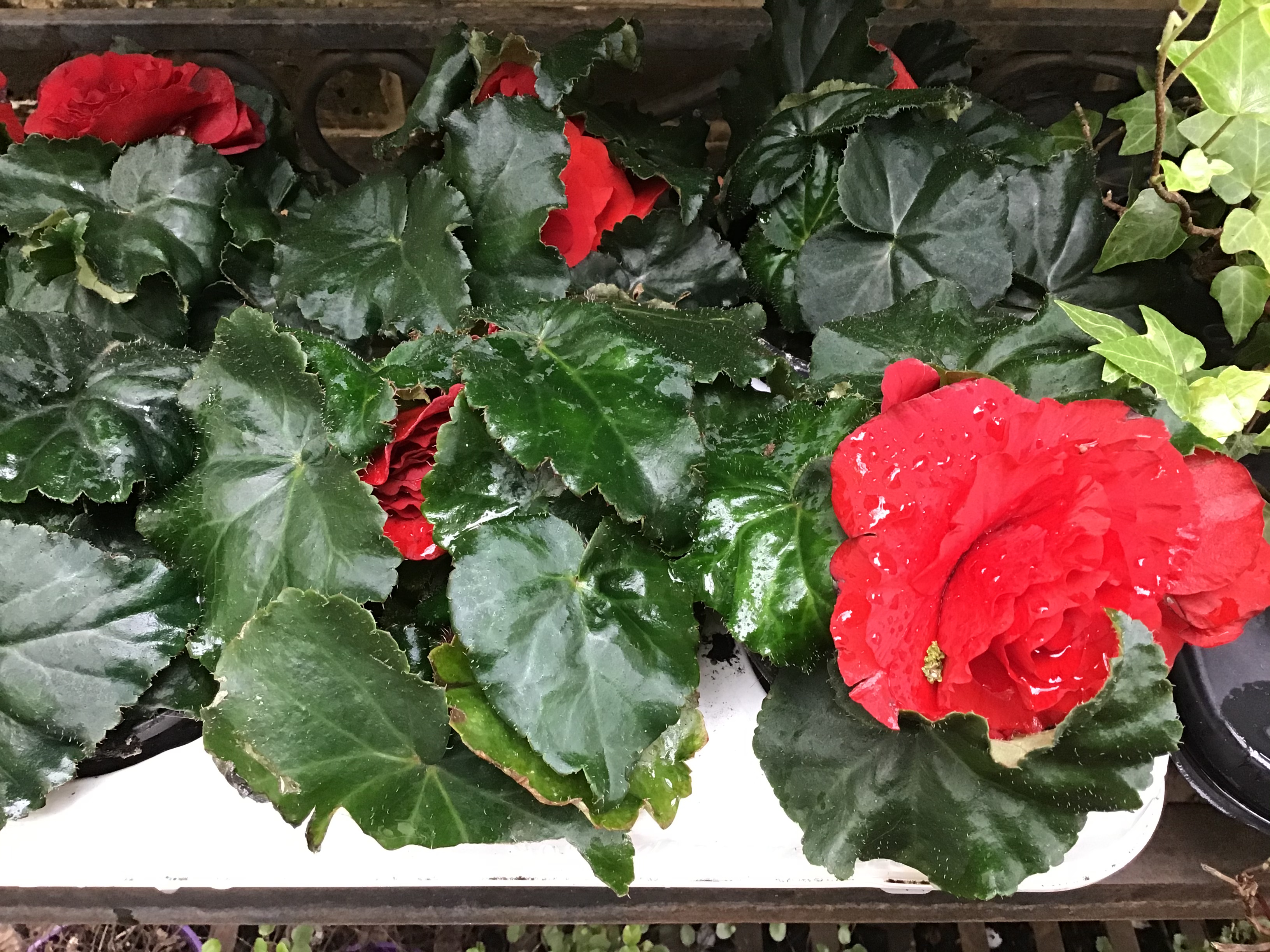 Begonia Red Kew Gardener