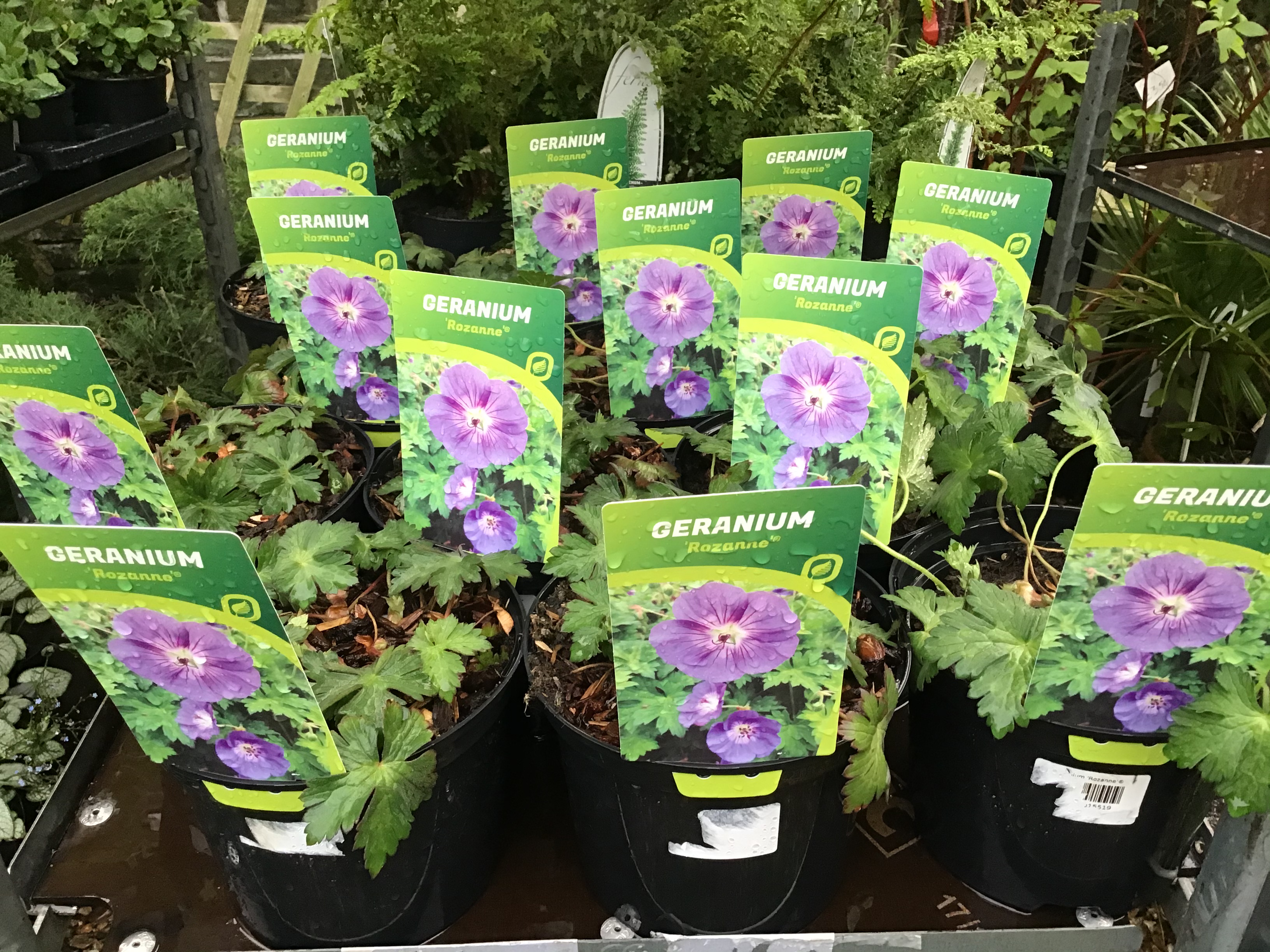 Geranium ‘Rozanne’ – Kew Gardener