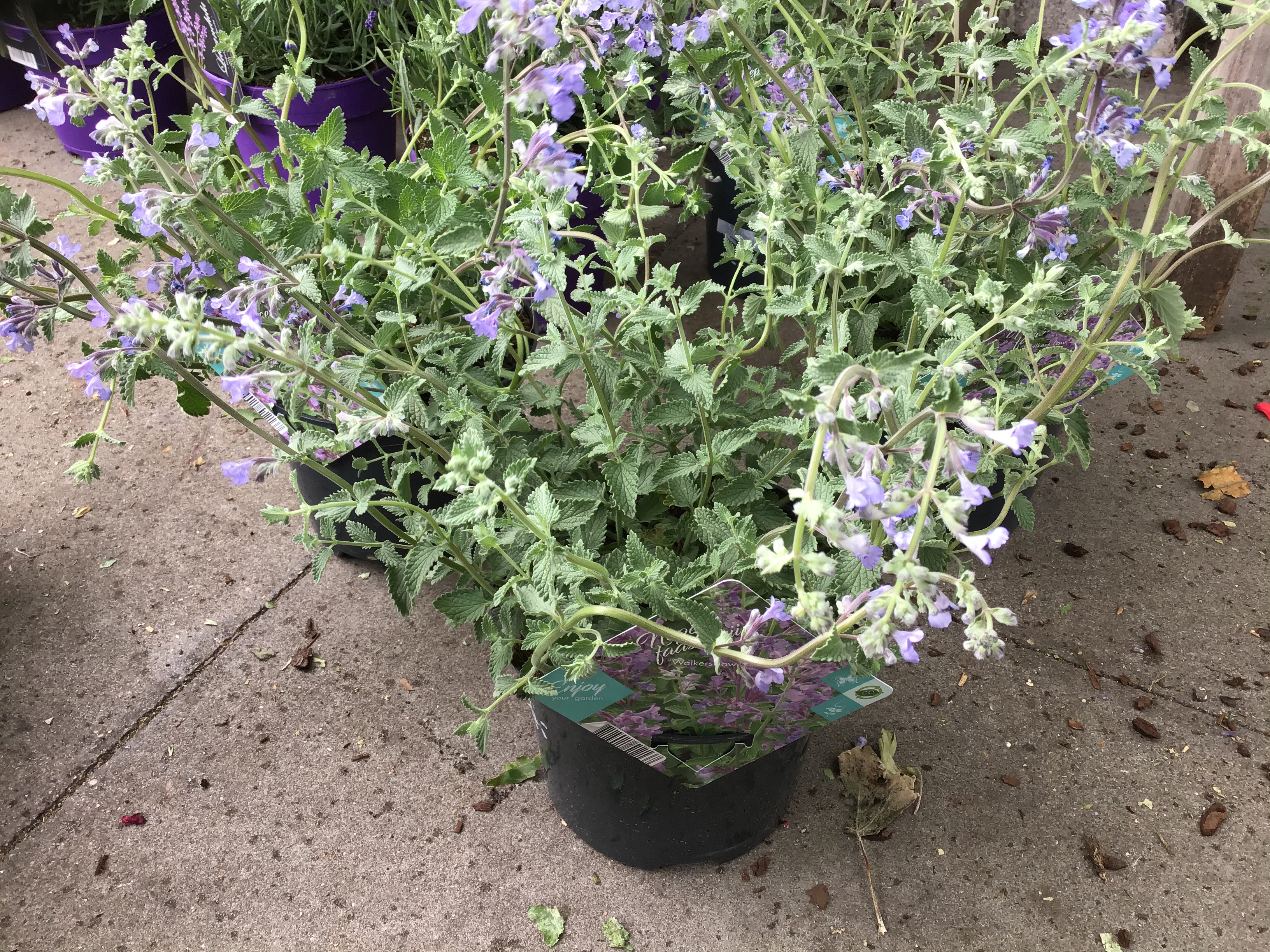 Nepeta ‘Walker’s Low’ Kew Gardener
