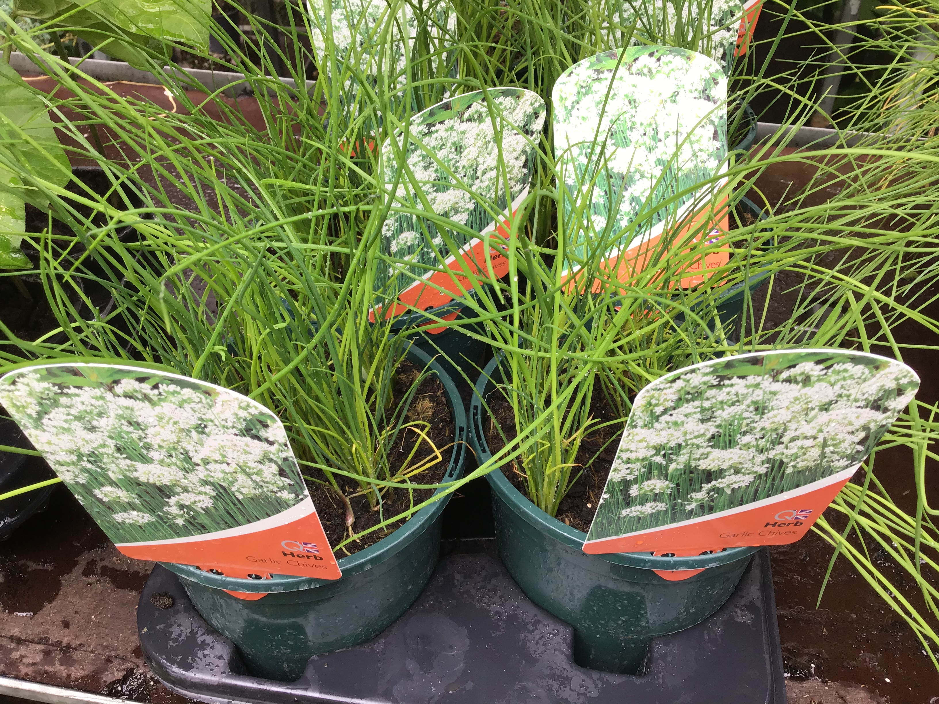 Garlic Chives large pot Kew Gardener
