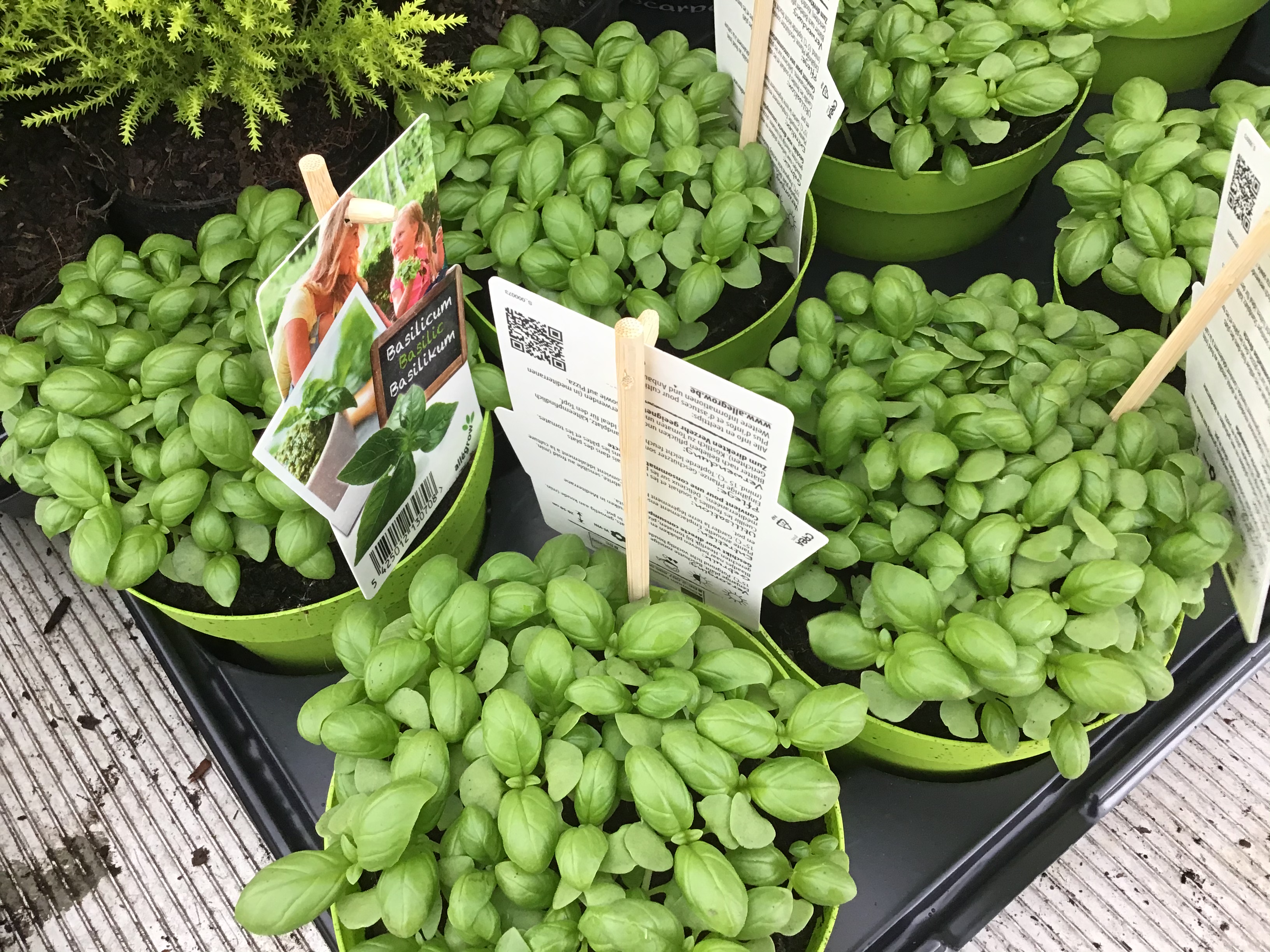 Basil Sweet (large pot) Kew Gardener