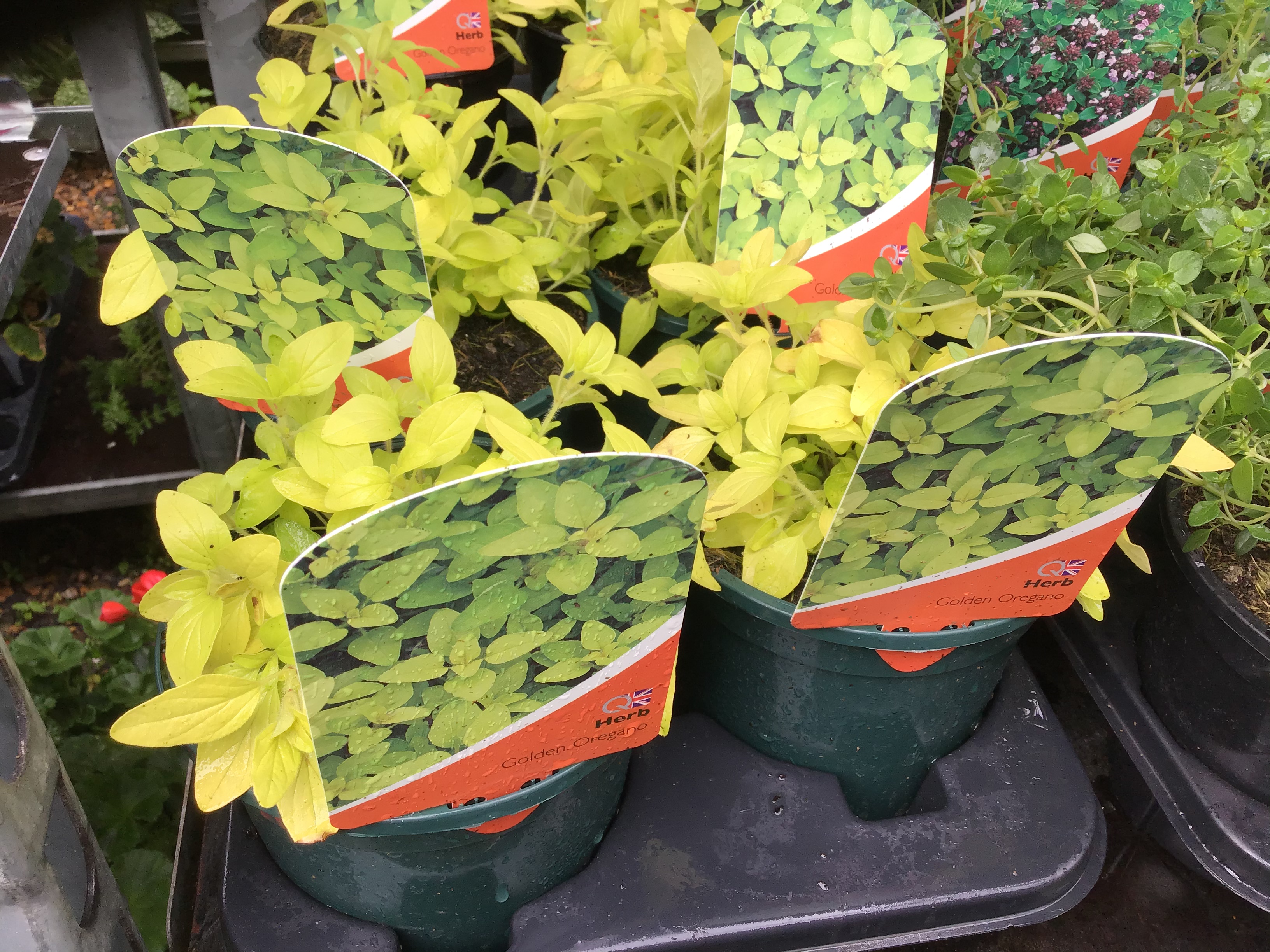 Oregano Golden large Kew Gardener