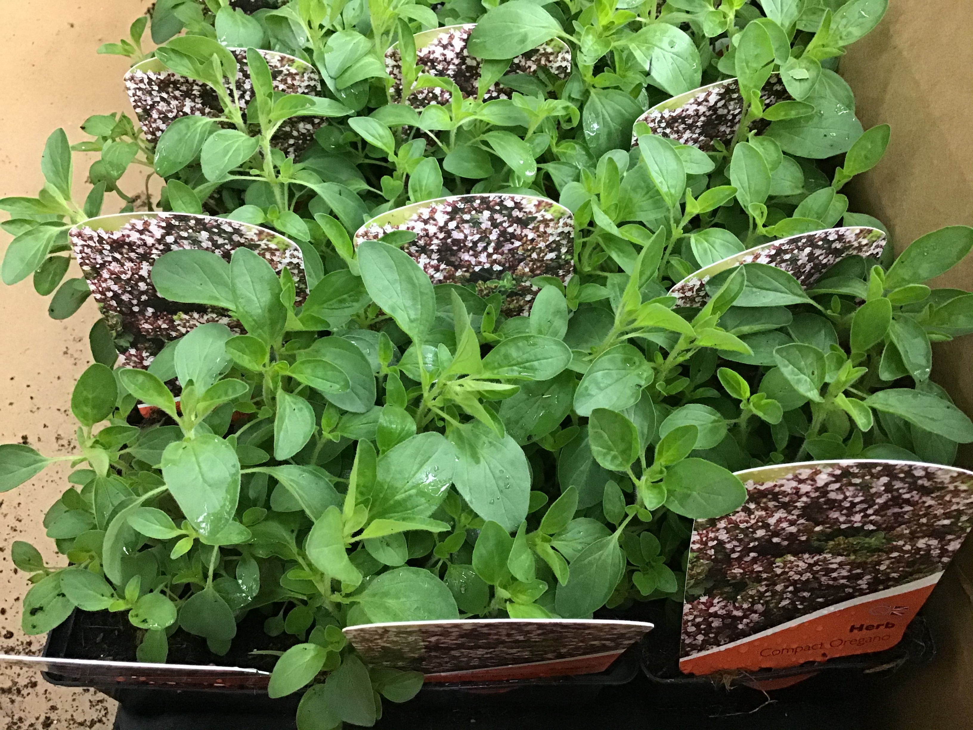 Oregano Compact Kew Gardener