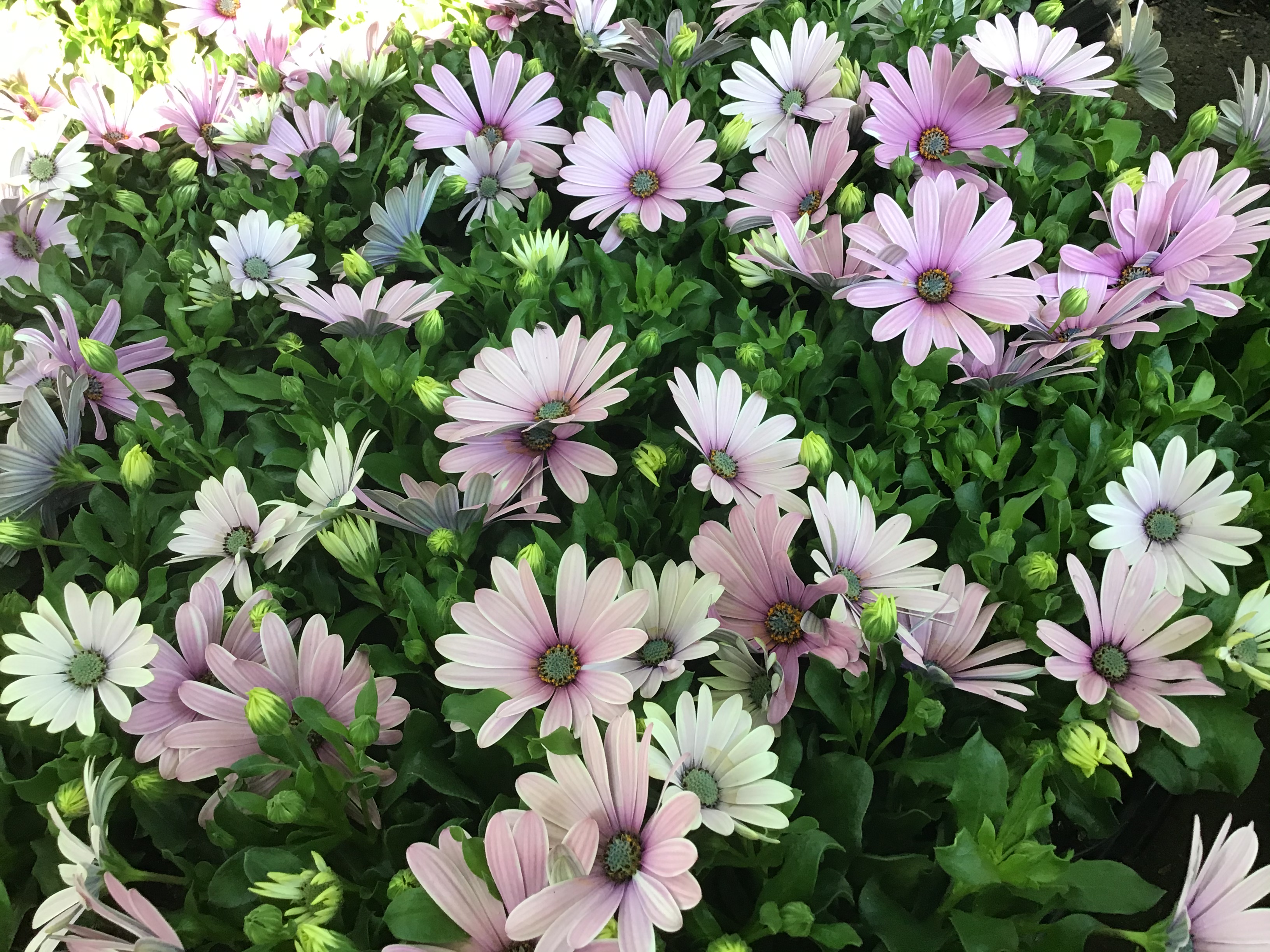 Osteospermum ‘Pink’ – Kew Gardener