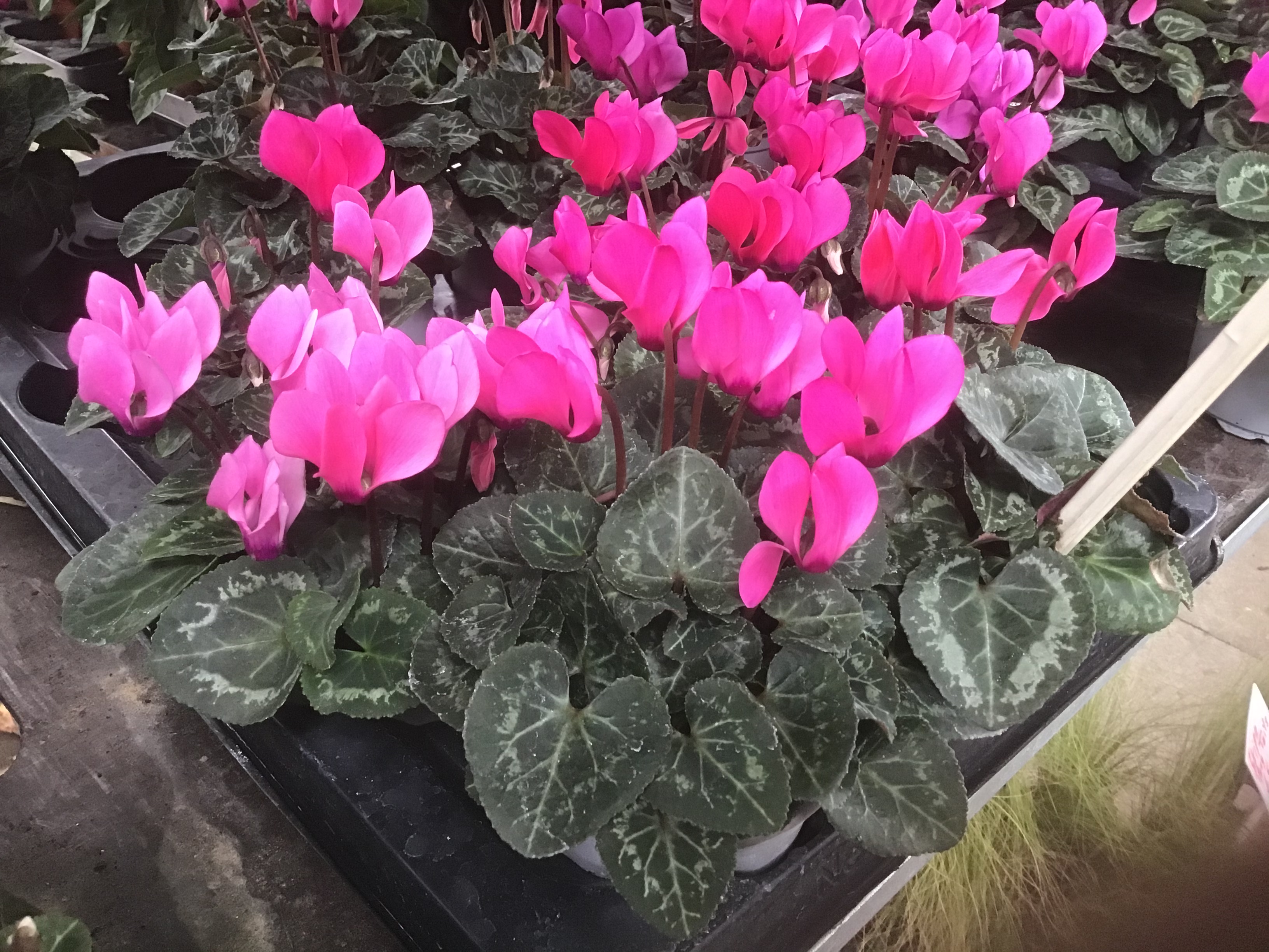 Cyclamen Pink small Kew Gardener