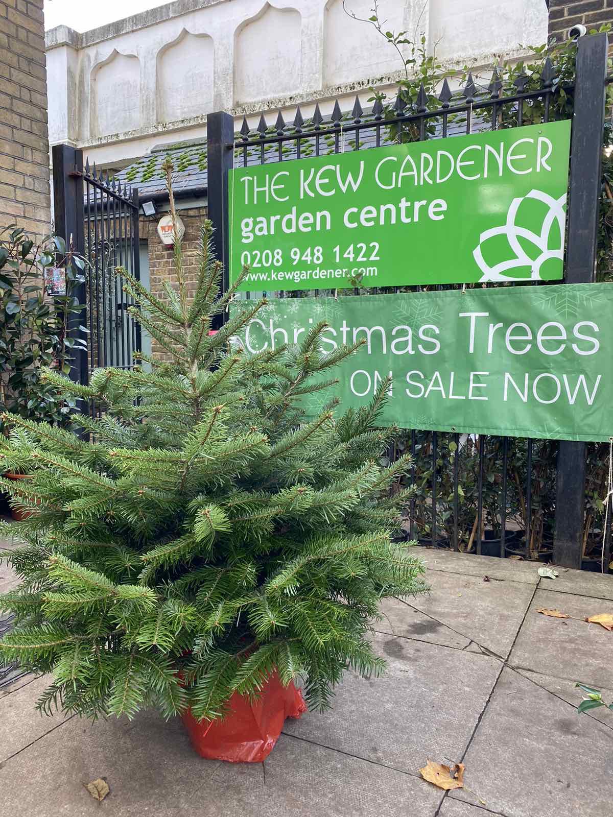 3 to 4ft (90 to 120cm) Christmas Tree - Nordmann fir