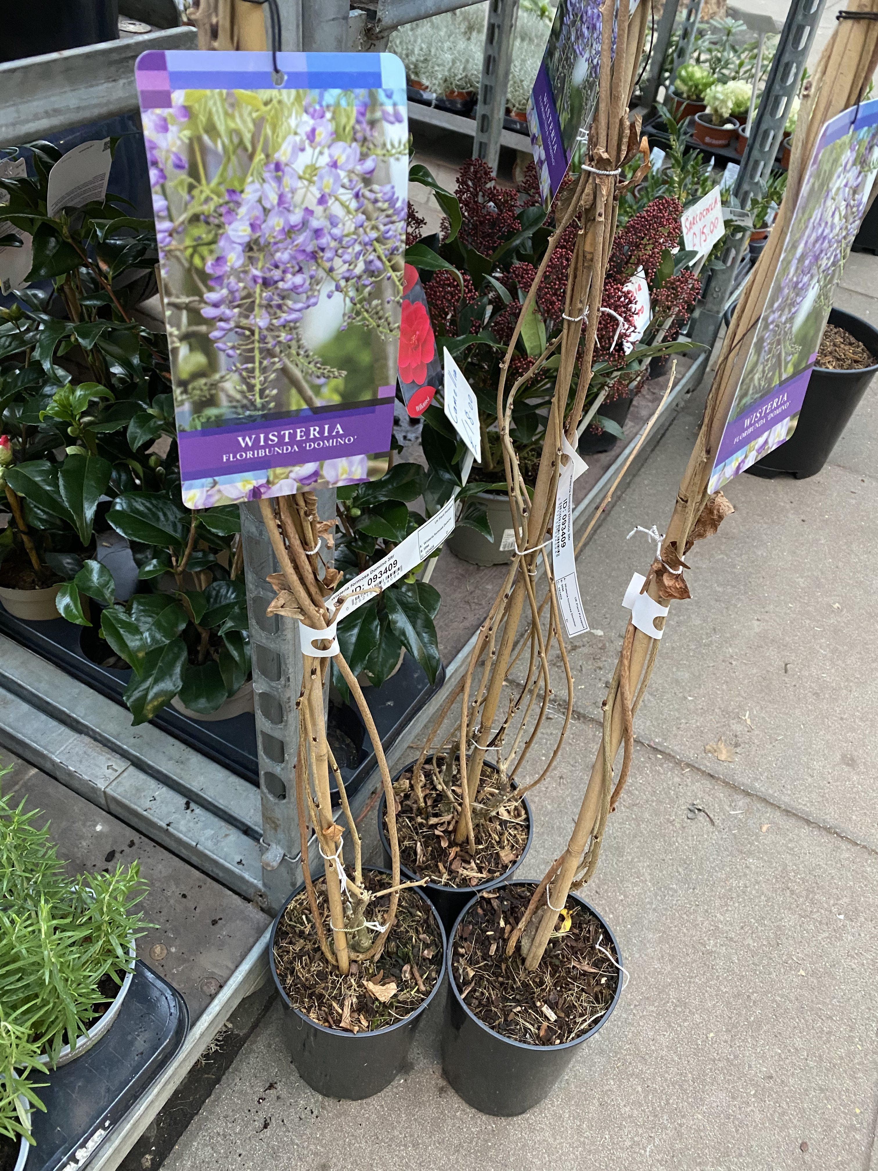 Wisteria 'Domino'  Kew Gardener
