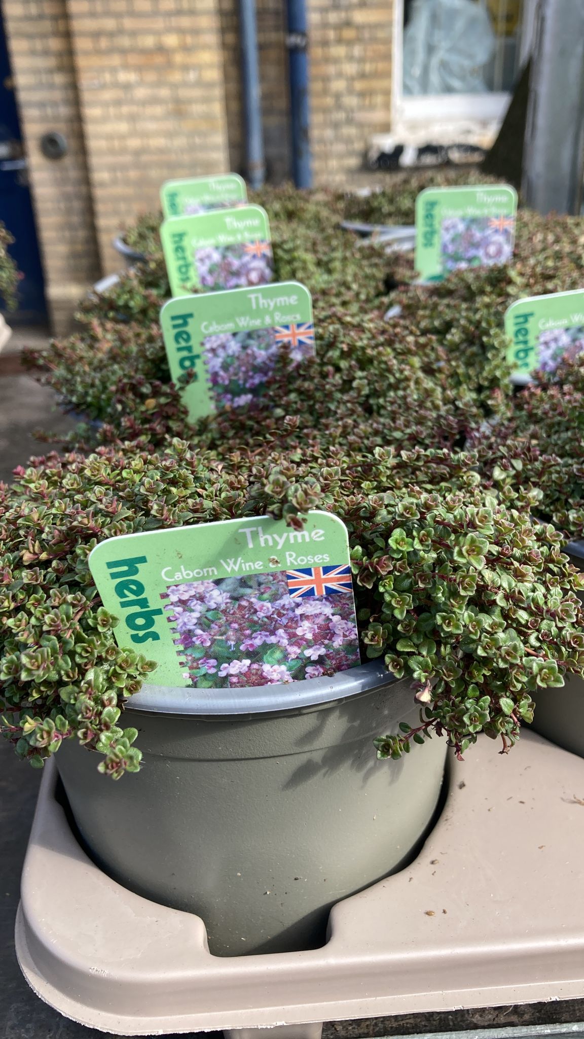 Thyme ‘Wine and Roses’ Kew Gardener