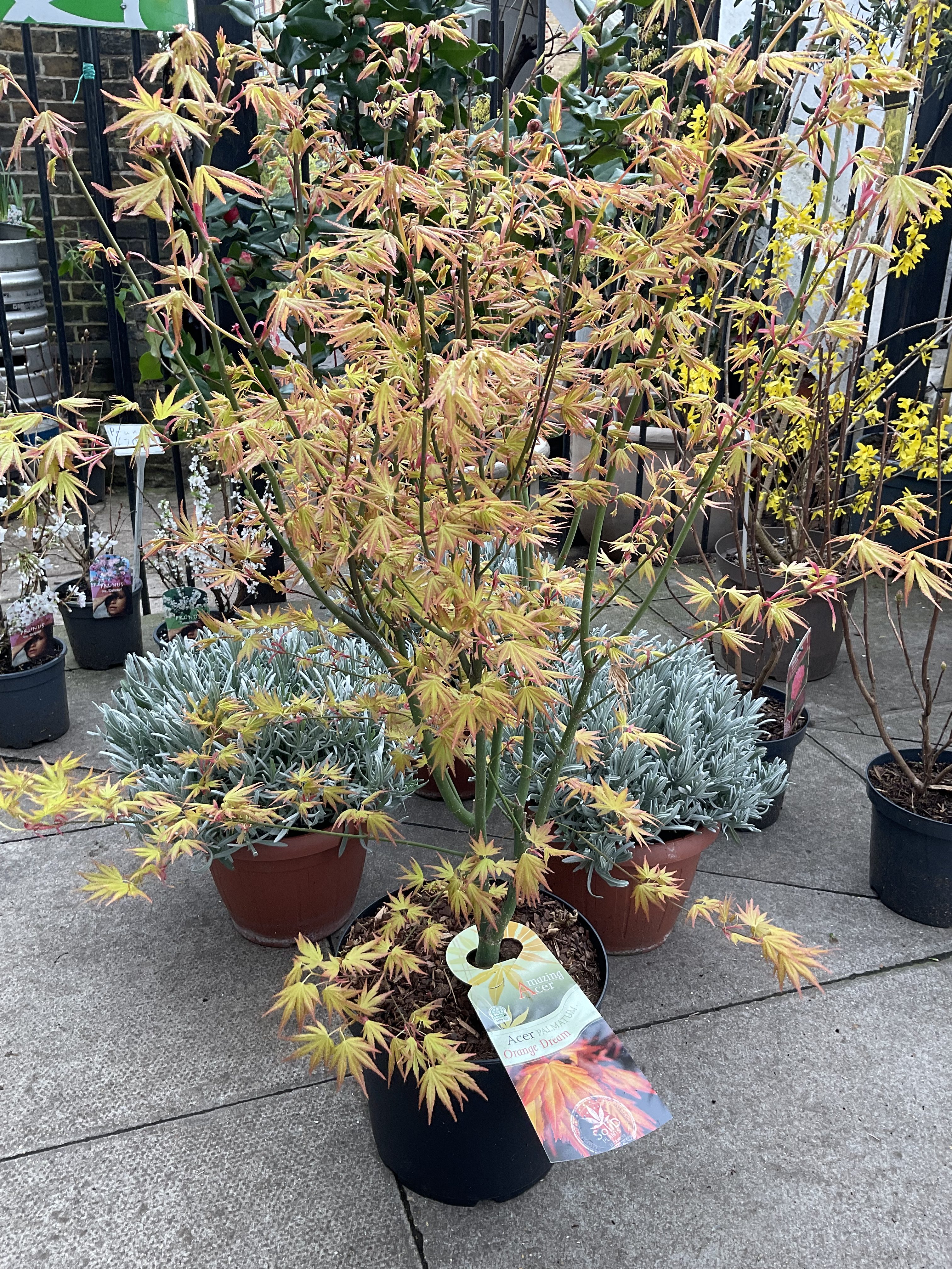 Acer palmatum 'Orange Dream'  Kew Gardener